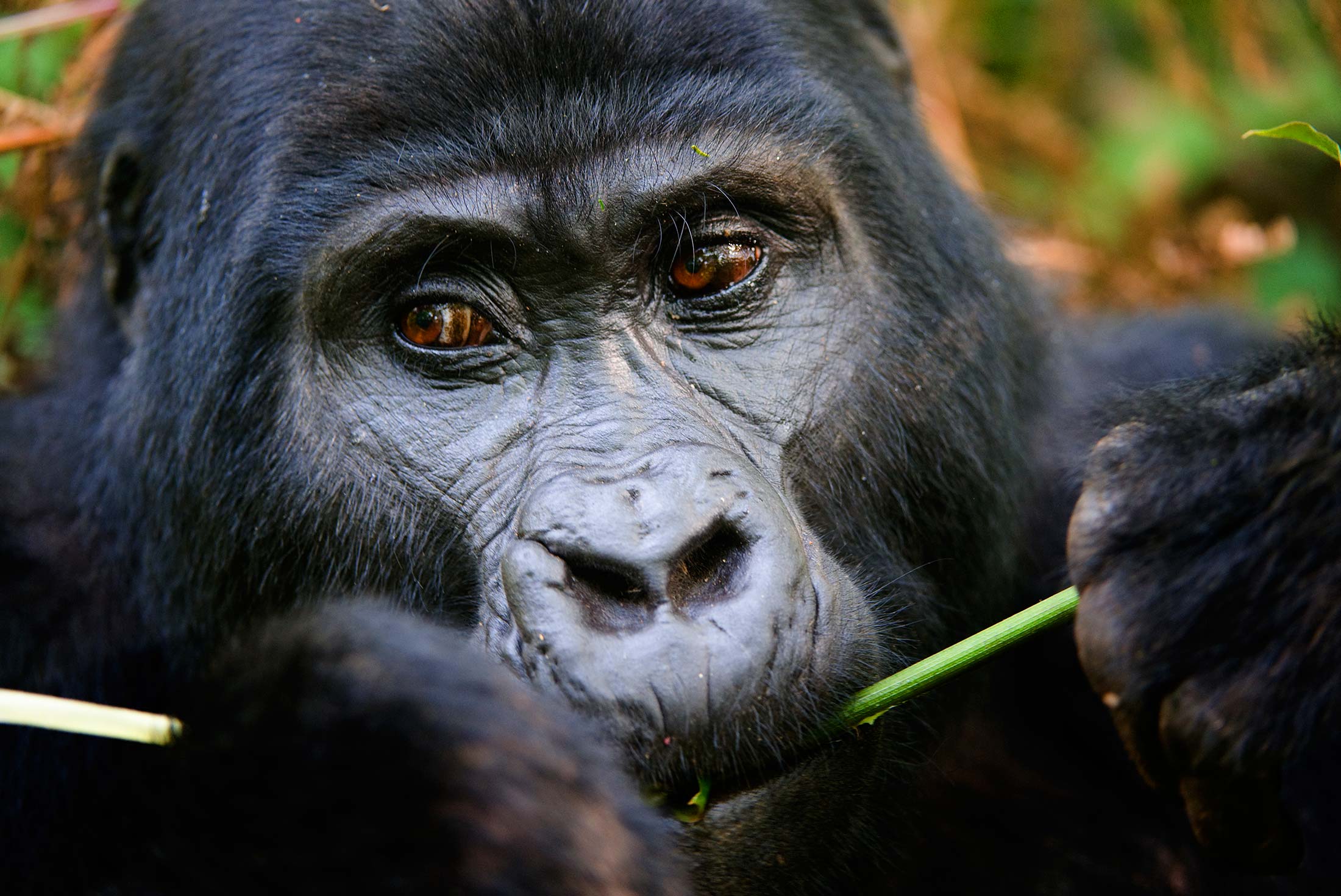 Uganda Gorilla Expedition & Safari - Limited Edition 2