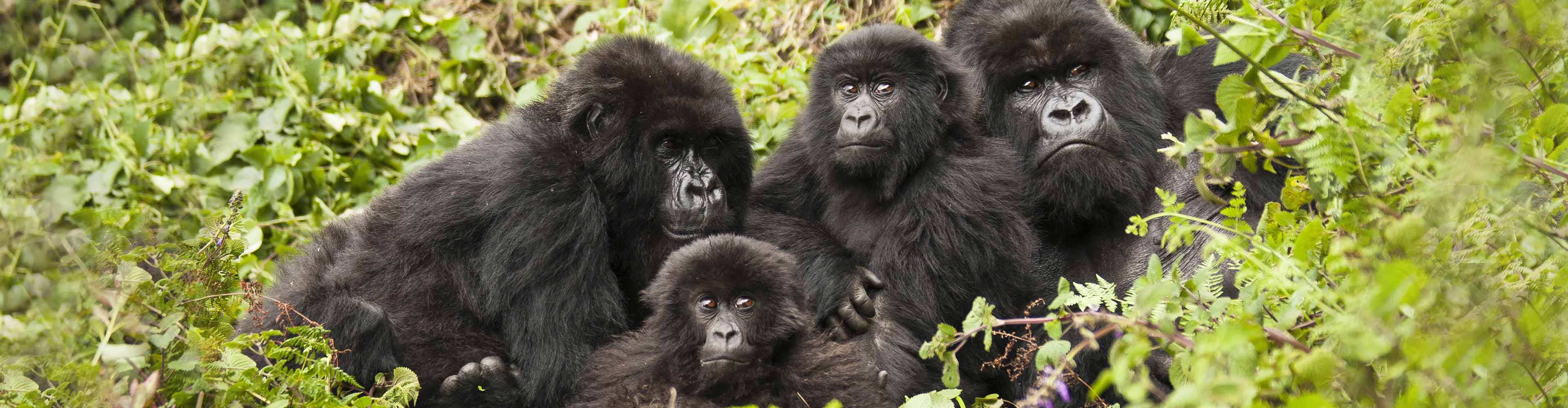 Uganda Gorilla Expedition & Safari – Limited Edition