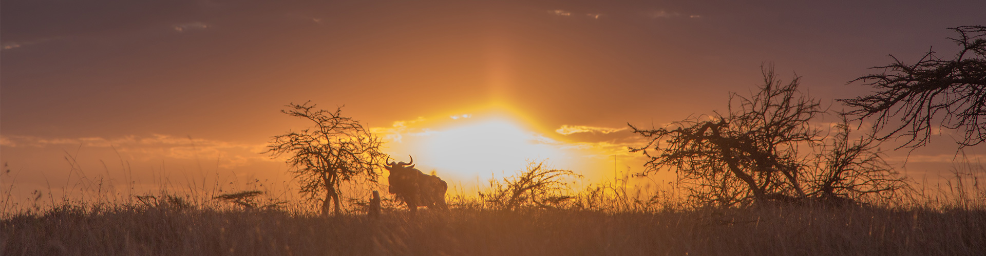 Kenya Safari Experience – Independent