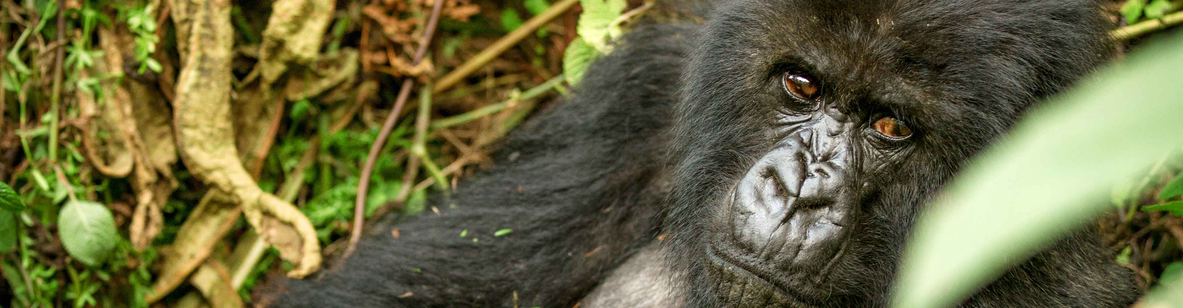 Mountain Gorillas of Rwanda Experience – Independent