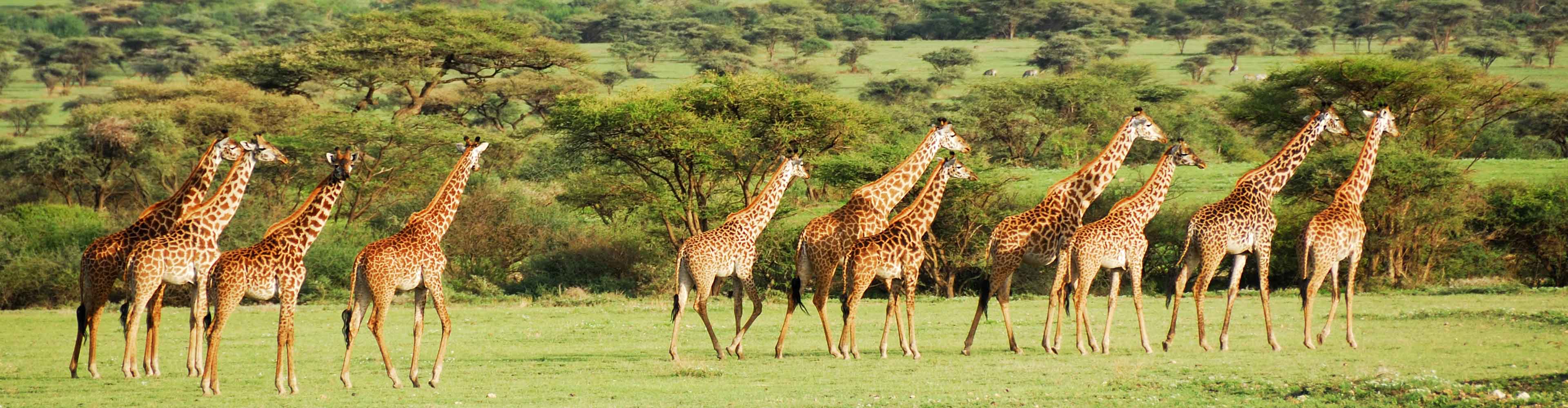 Serengeti & Ngorongoro Experience – Independent