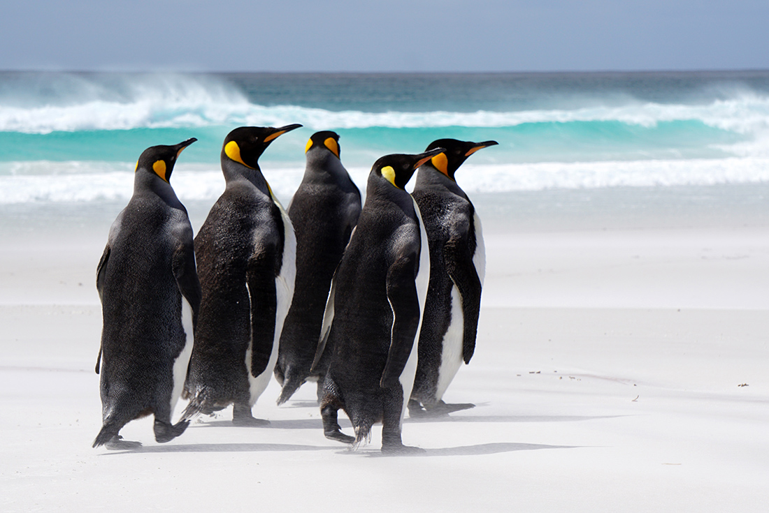Falkland Islands Expedition: Past & Present 4