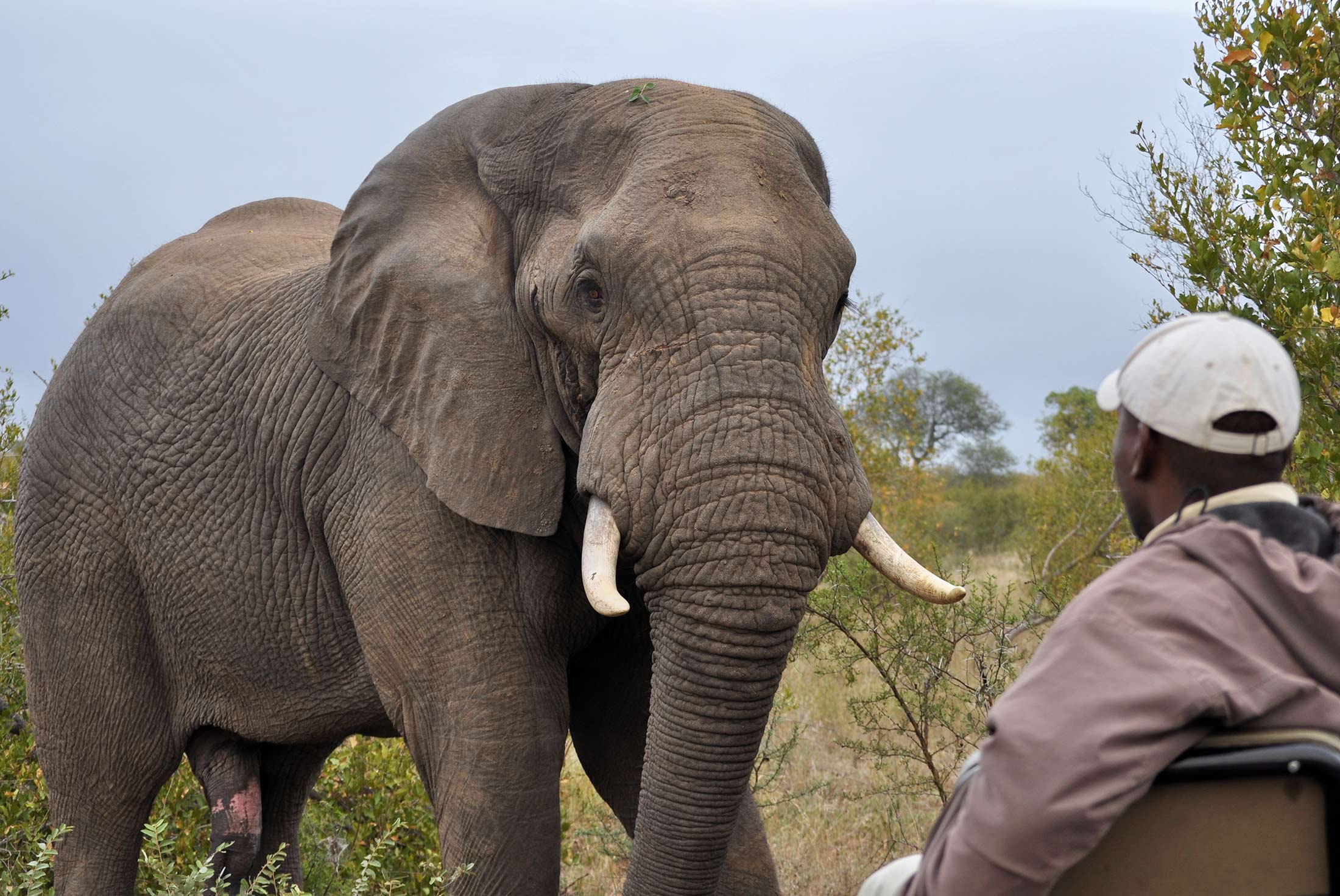 Cape Town & Kruger Experience - Independent 2 Cape Town & Kruger Experience - Independent 2
