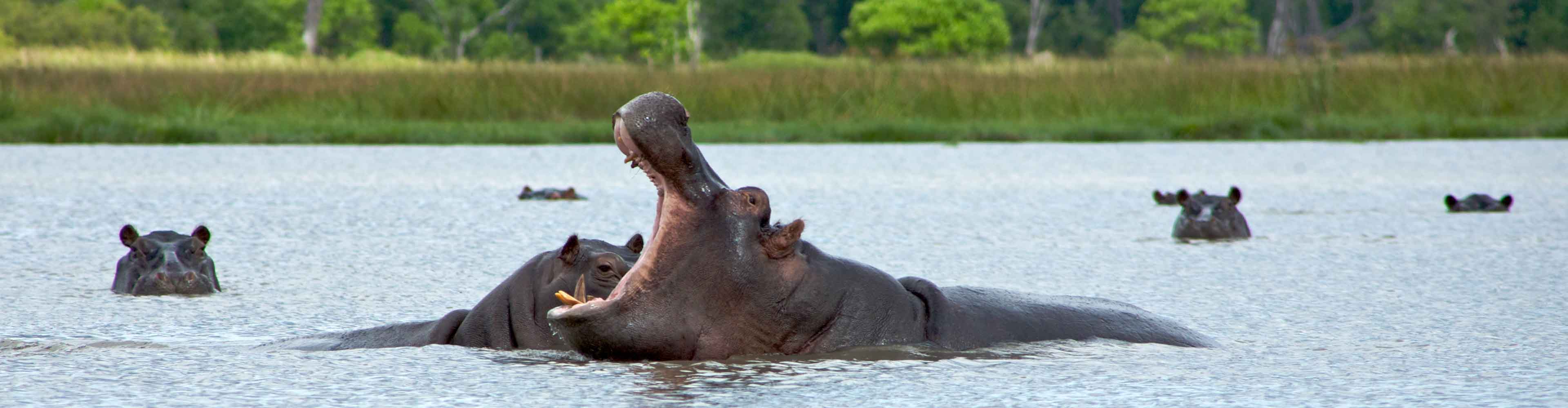 Okavango Delta Experience – Independent