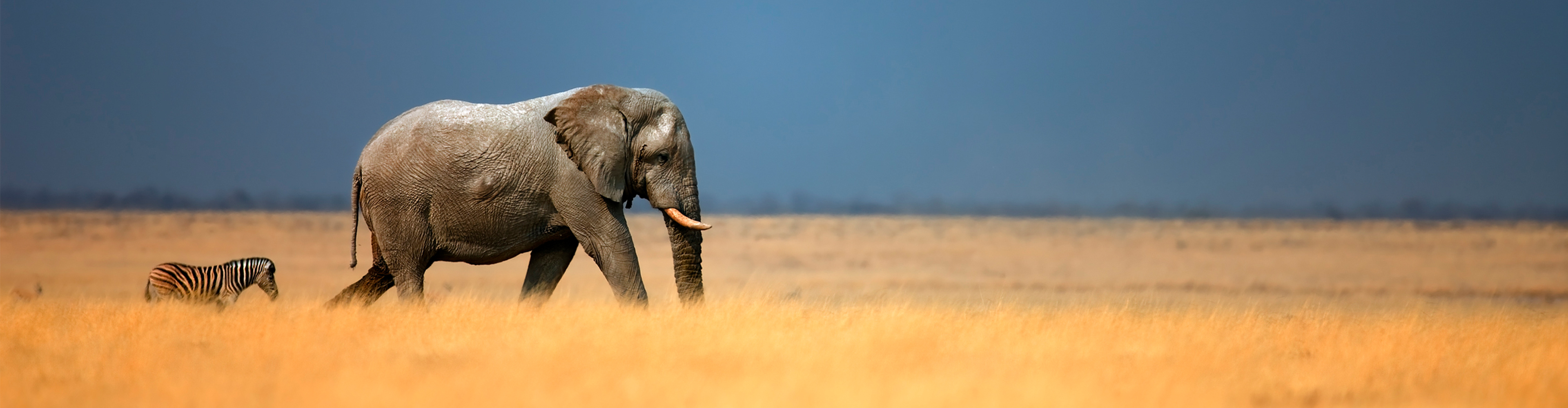 Highlights of Southern Africa