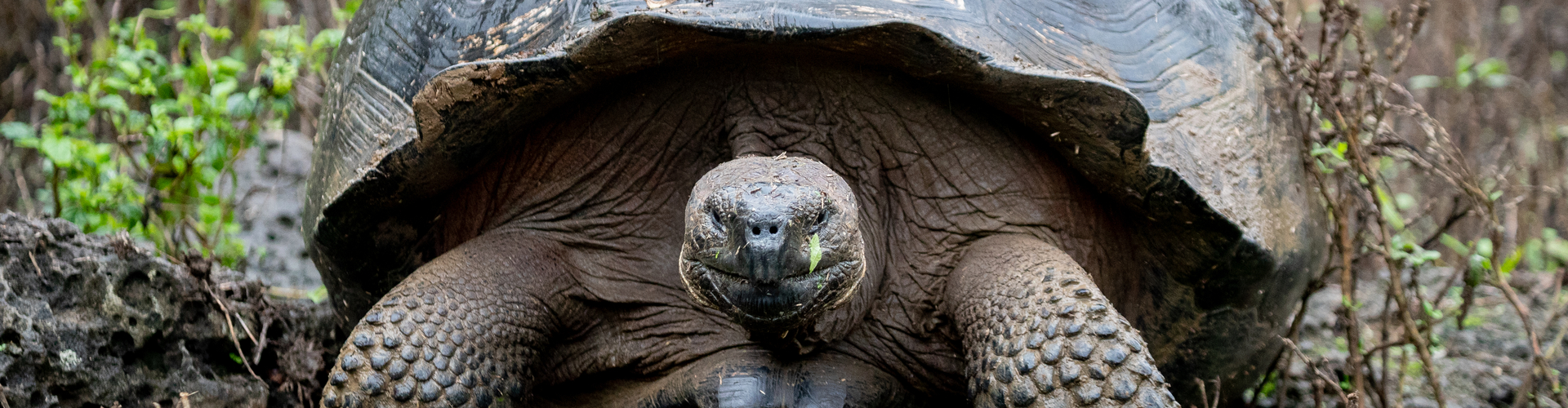 Classic Galapagos: Southern Islands (Grand Queen Beatriz)