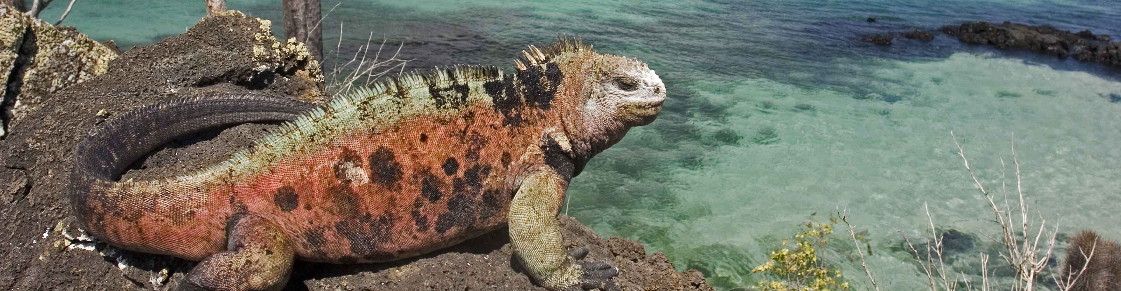 Classic Galapagos: Central Eastern Islands  (Grand Queen Beatriz)
