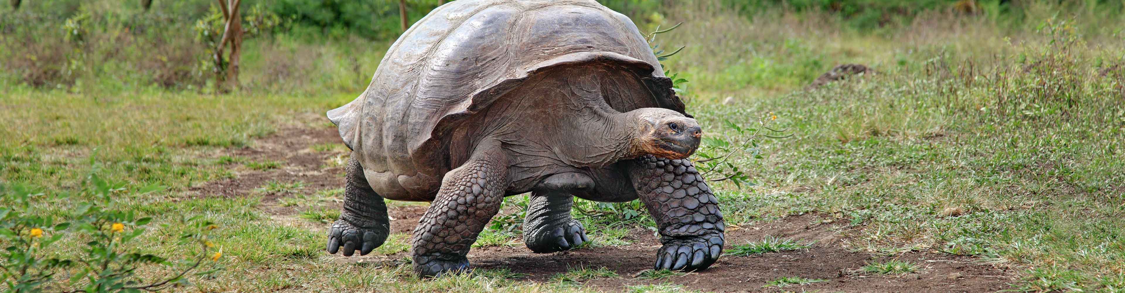 Galapagos Explorer: Central Islands (Grand Queen Beatriz)