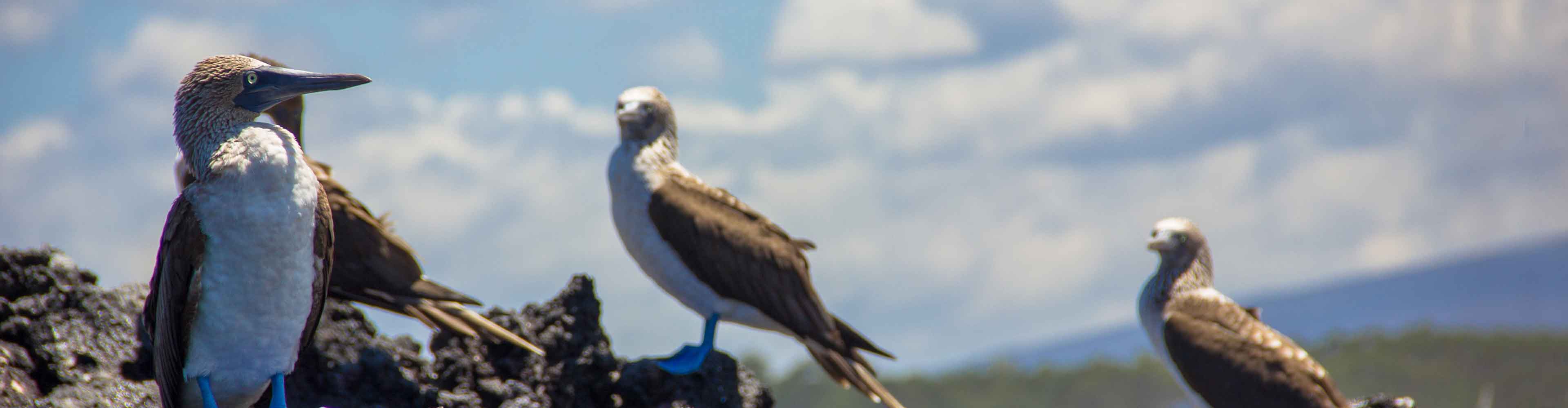 Galapagos Encounter: Central Islands  (Grand Queen Beatriz)