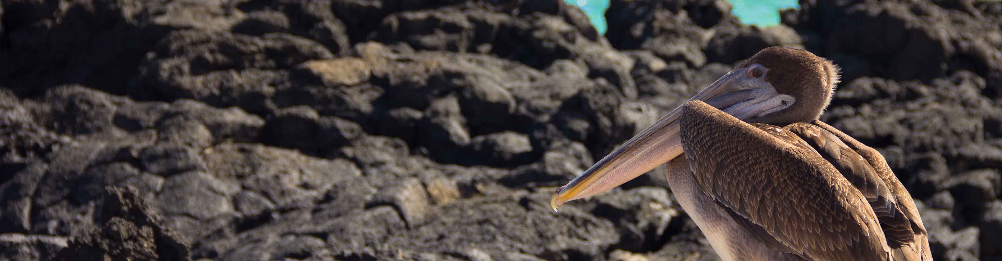 Treasures of the Galapagos: Western & Central Islands (Grand Queen Beatriz)