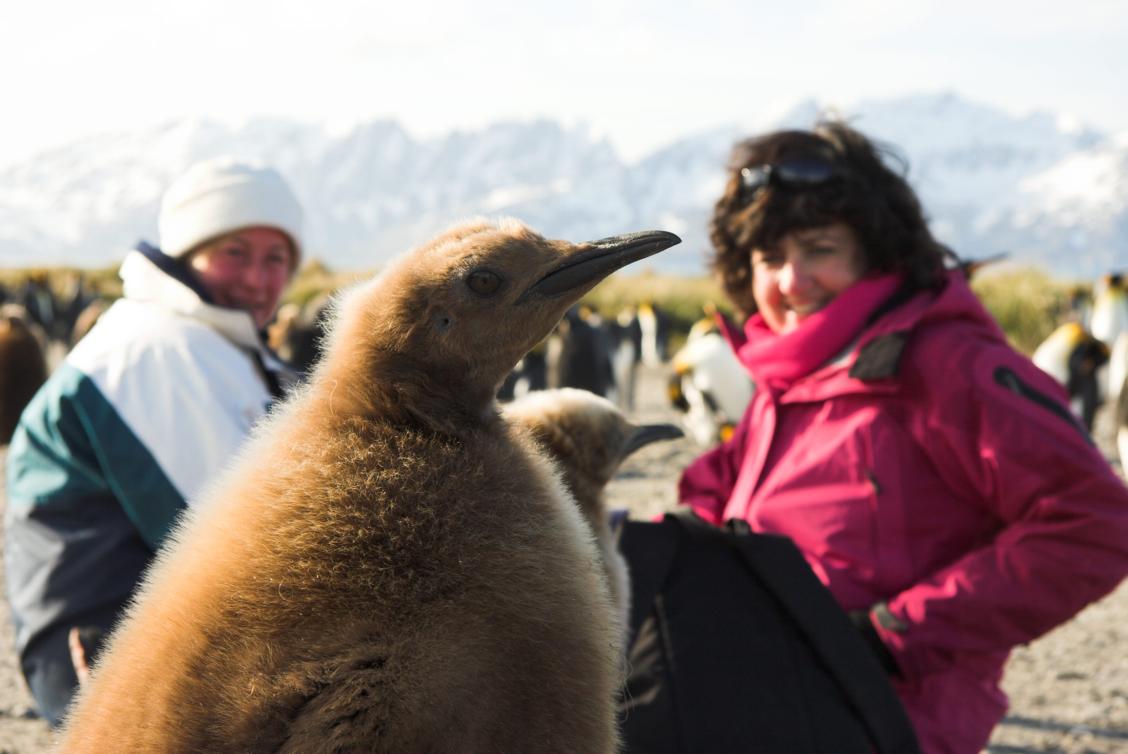 Discover Antarctica 11 days 2 Discover Antarctica 11 days 2
