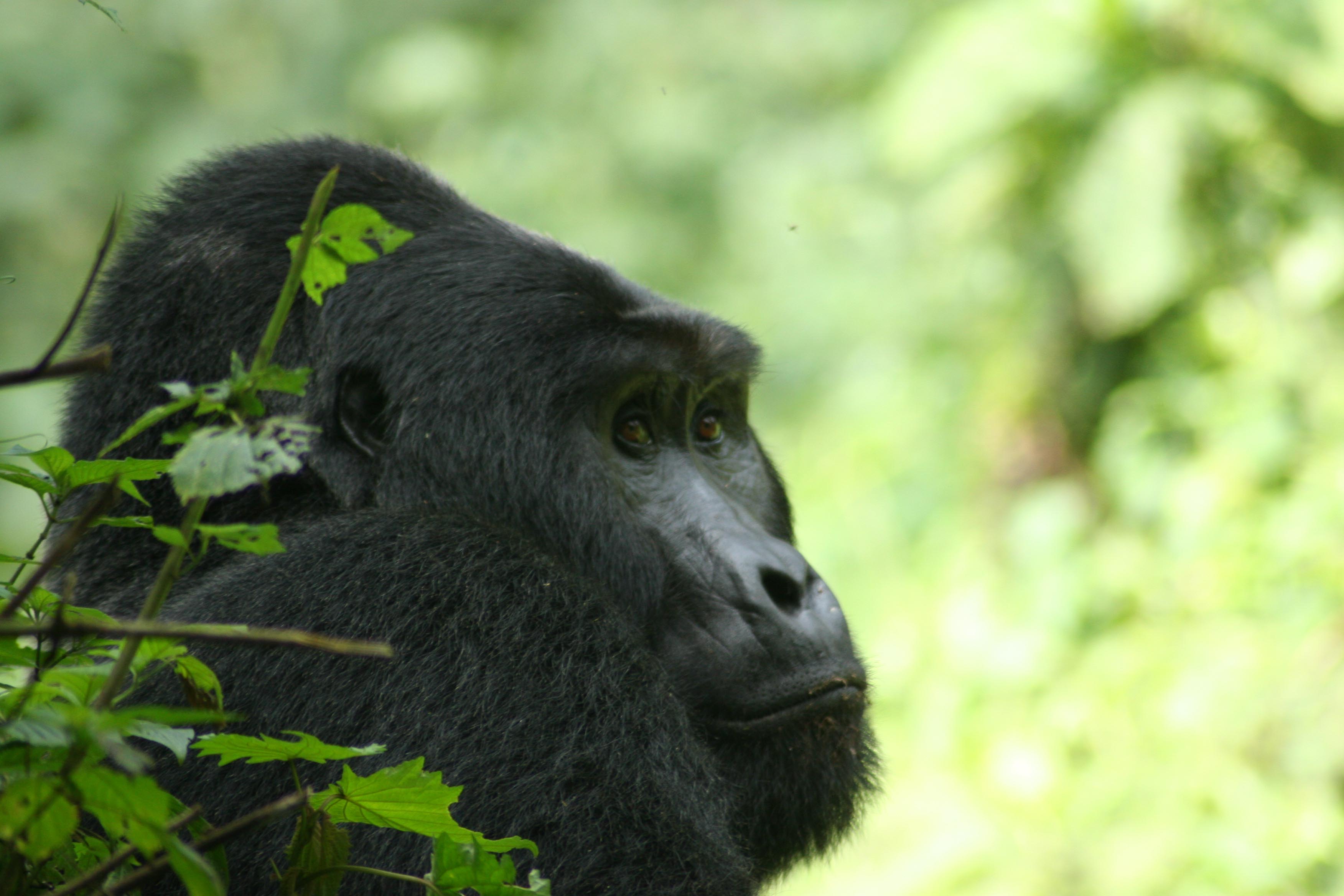 Mountain Gorillas of Uganda Experience - Independent 2 Mountain Gorillas of Uganda Experience - Independent 2