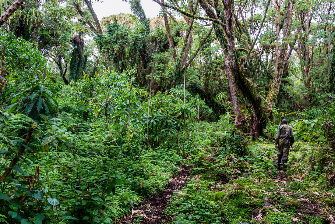 Mountain Gorillas of Rwanda Experience – Independent 4