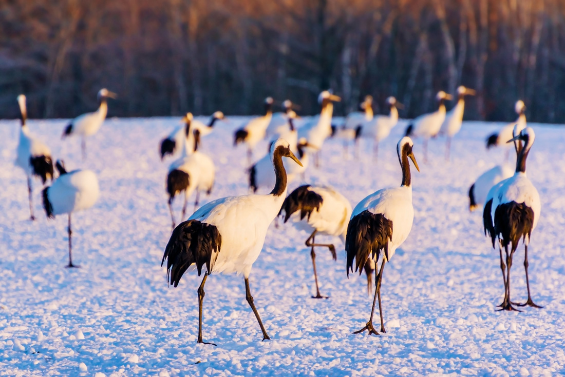 Hokkaido Winter Discovery 3 Hokkaido Winter Discovery 3