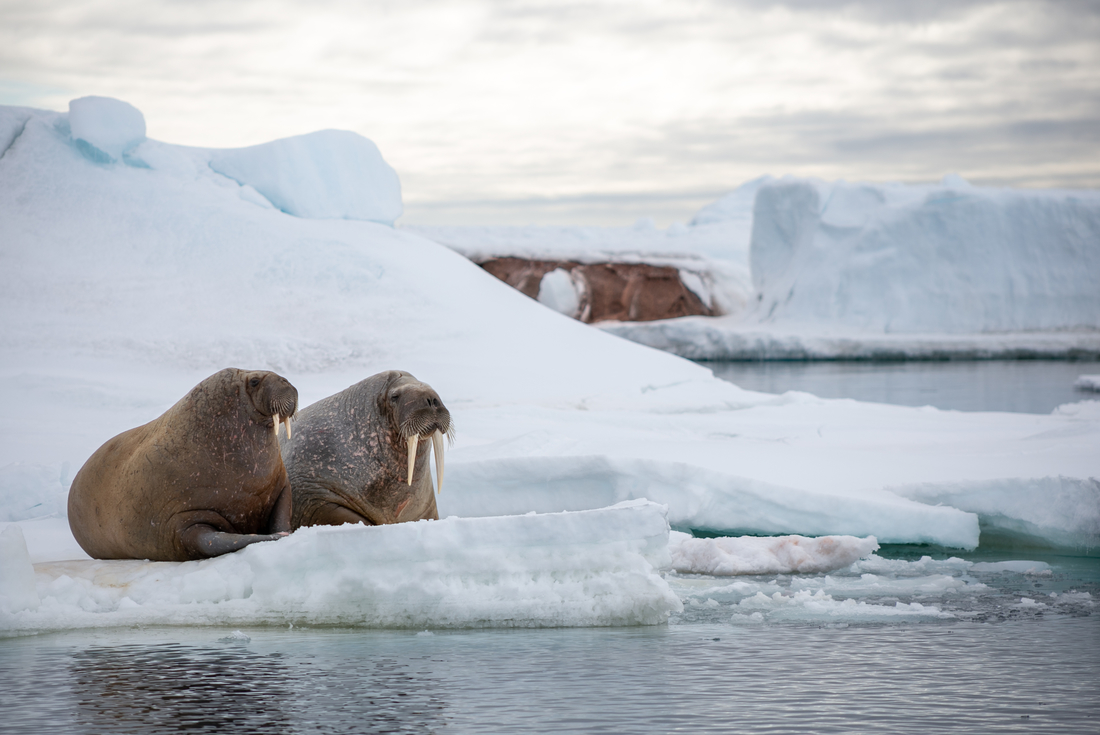 Spitsbergen Photography Adventure 3 Spitsbergen Photography Adventure 3