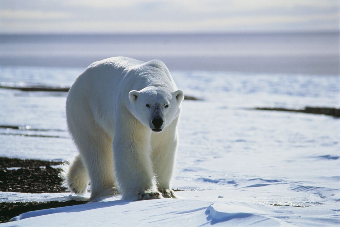 Greenland Adventure by Sea, Land & Air 2 Greenland Adventure by Sea, Land & Air 2