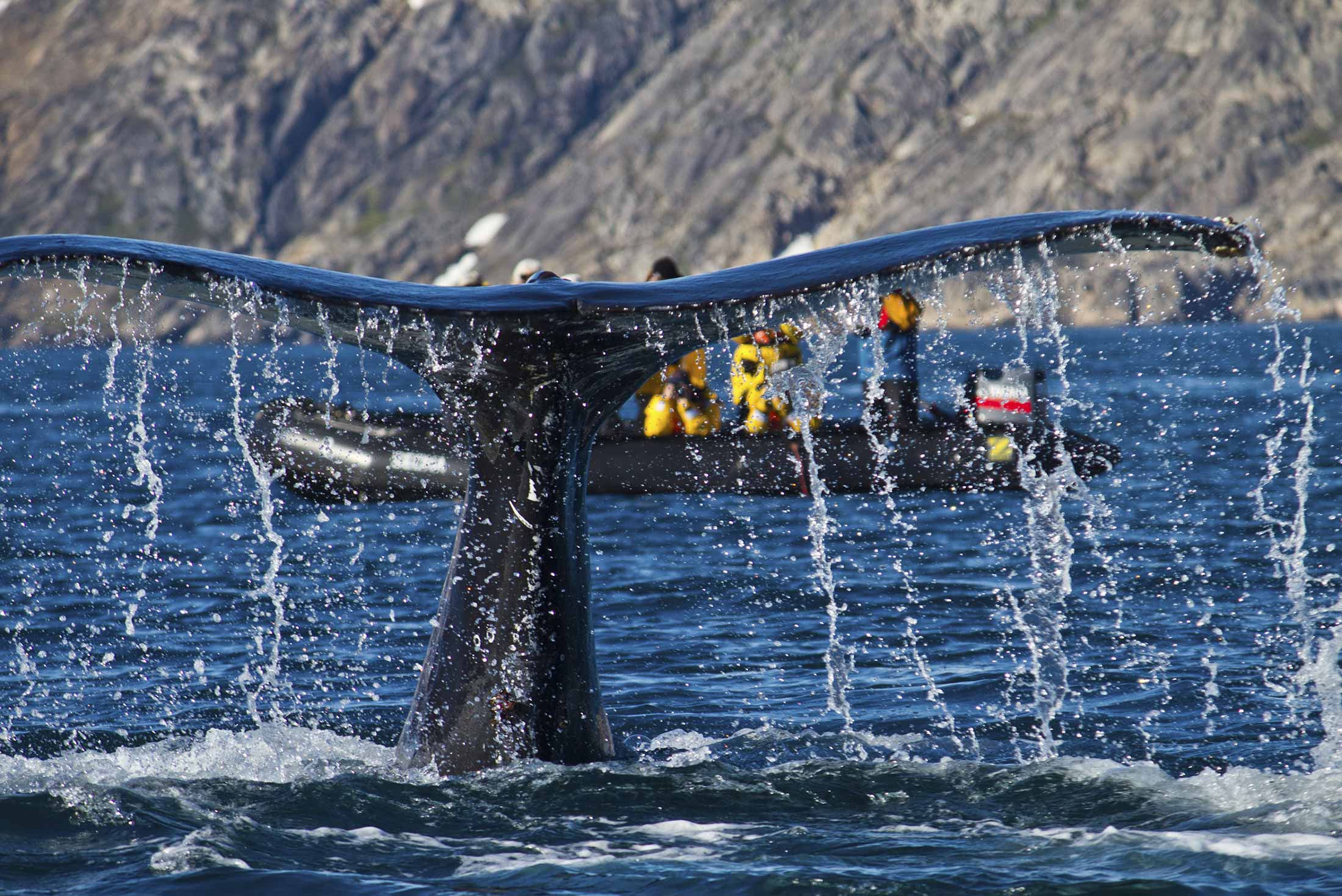 Essential Greenland: Southern Coasts & Disko Bay 3 Essential Greenland: Southern Coasts & Disko Bay 3